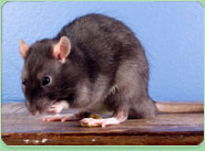 rat control Denton